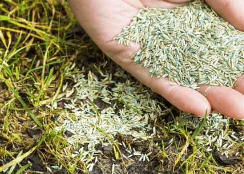 Чи можна сіяти газон восени і як це правильно зробити