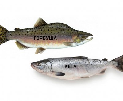 Чим відрізняється кета від горбуші