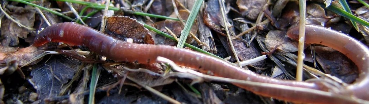 Фермери у Львові вирощують черв'яків для отримання компосту