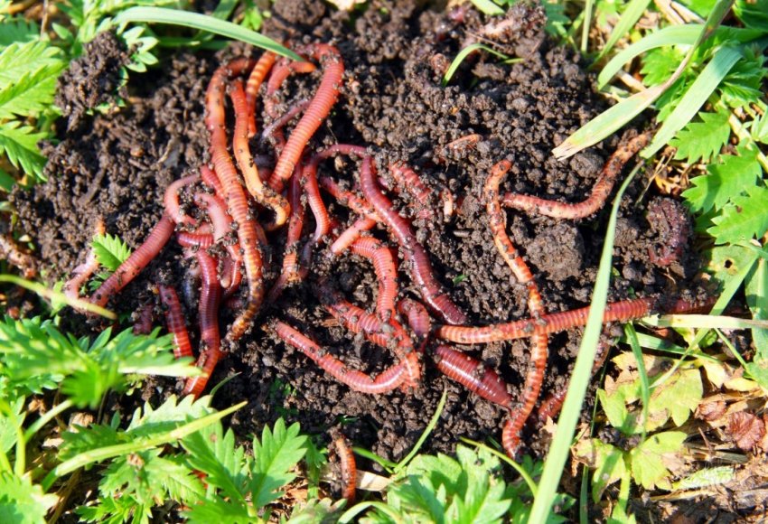 Львівські фермери вирощують хробаків для отримання гумусу Львівські фермери вирощують хробаків для отримання гумусу