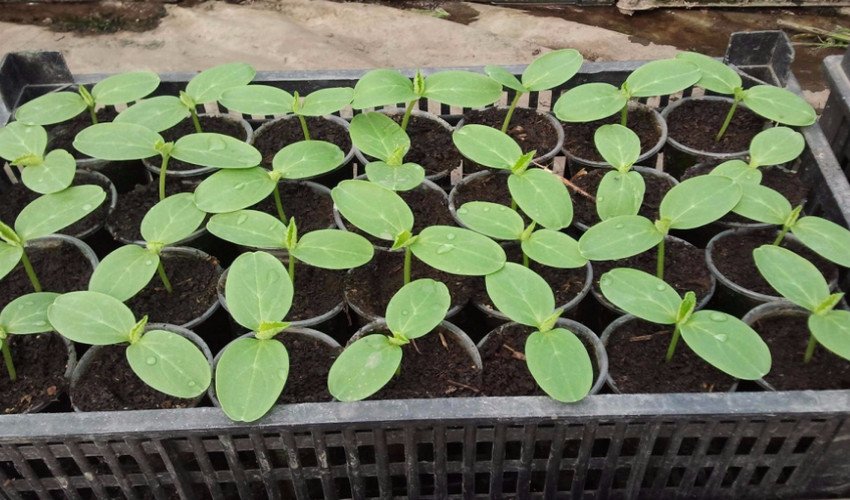 Розсада огірків