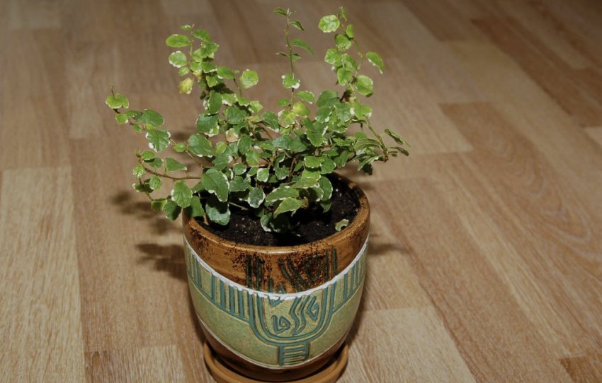 Фікус пумила