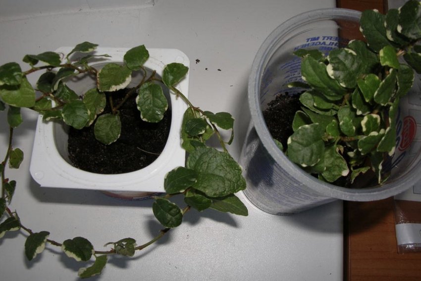 Живці фікуса