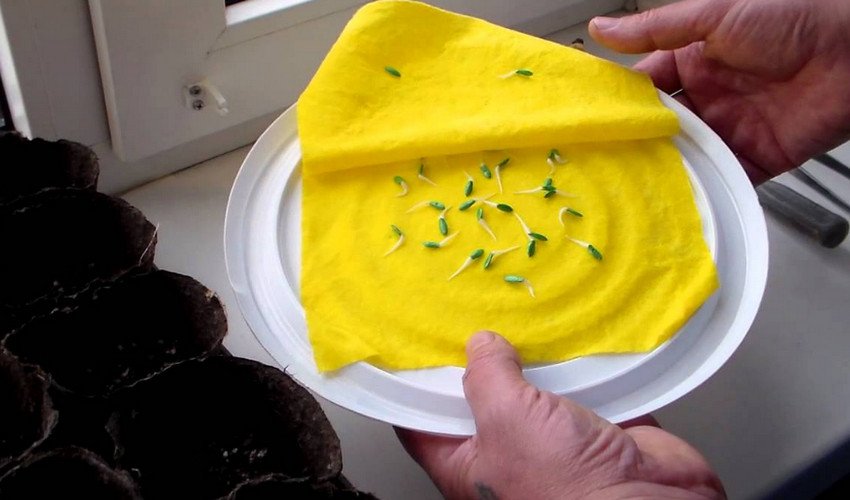 Підготовка насіння