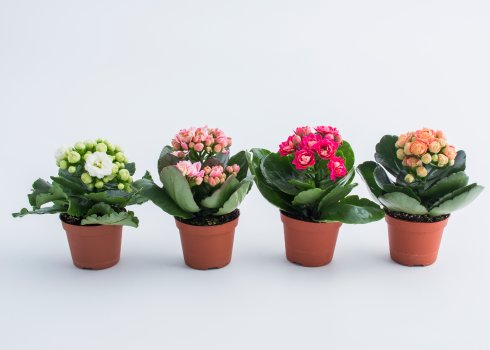 Як доглядати за каланхое каландива в домашніх умовах