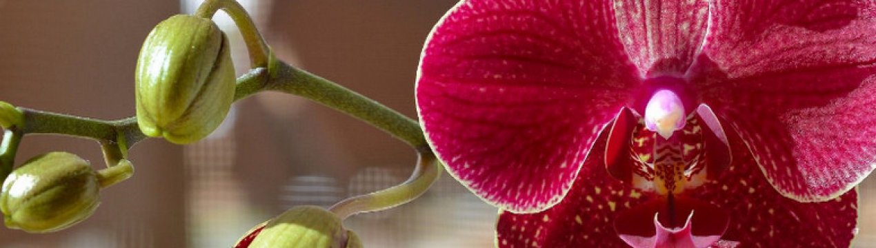 Орхідеї мильтонії: як доглядати в домашніх умовах