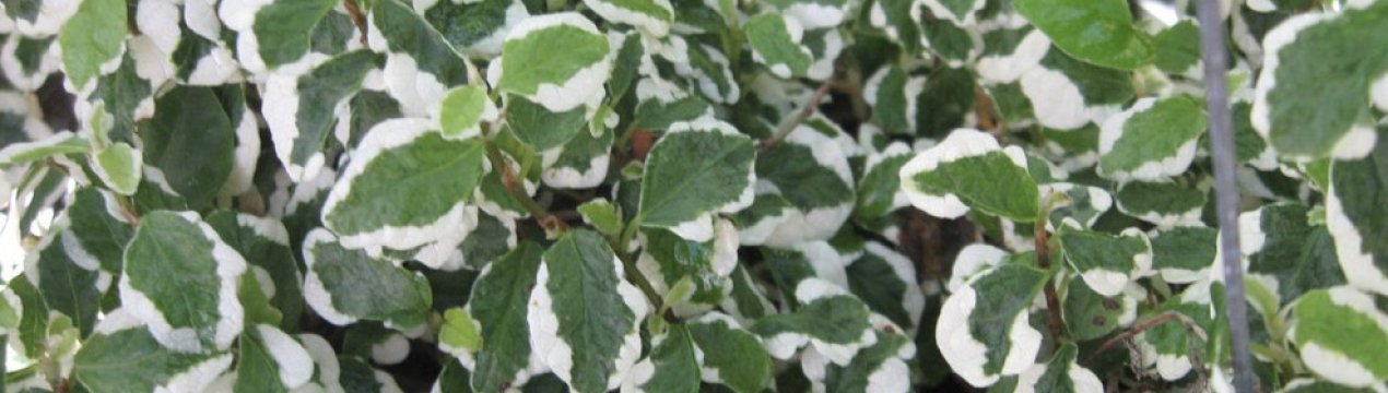 Фікус пумила: догляд в домашніх умовах