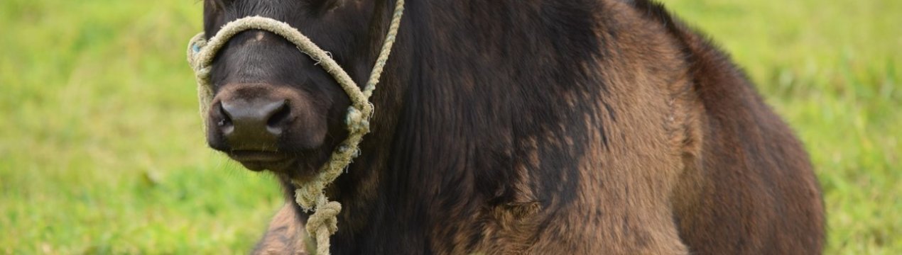 В Україні весь худоба, яке лікували антибіотиками, потрапляє на бойню