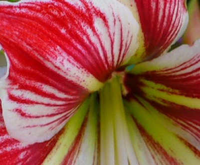 Чому не цвіте гиппеаструм і що при цьому робити в домашніх умовах?