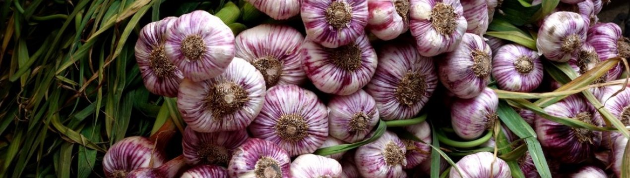 У горах Перу вирощують унікальний фіолетовий часник