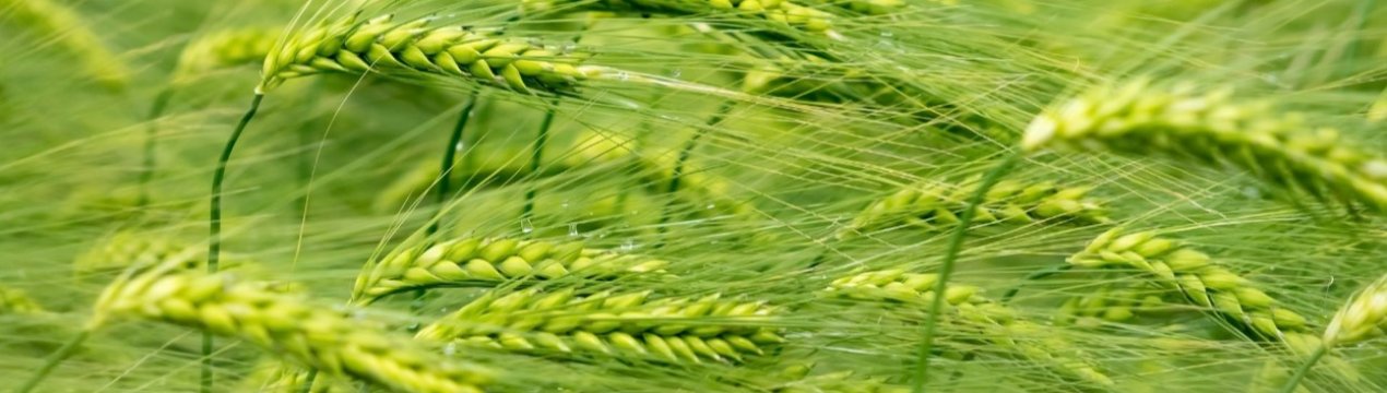 Озимі культури в Росії перебувають у хорошому стані