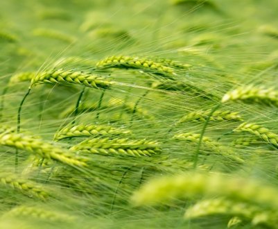 Озимі культури в Росії перебувають у хорошому стані