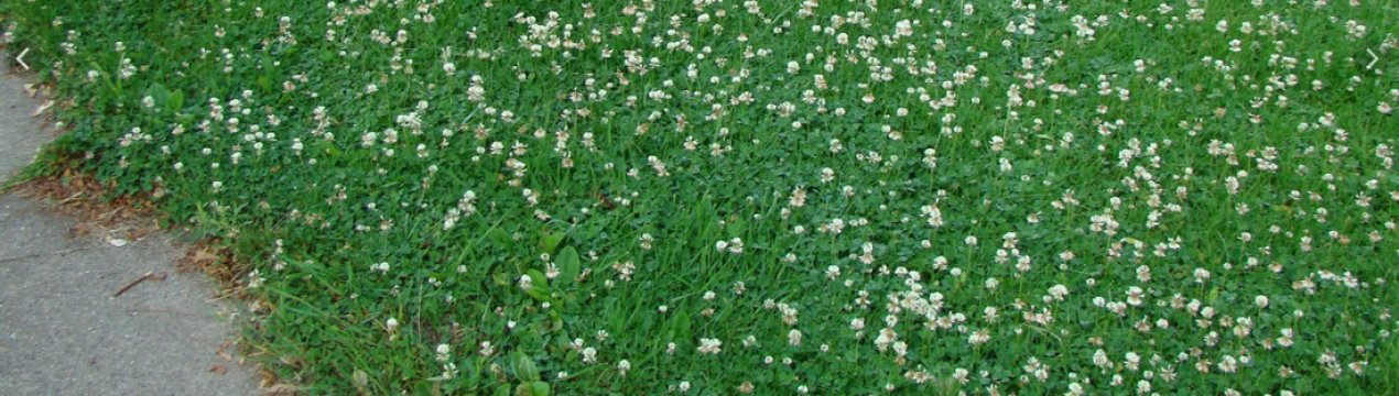 Низкорослая газонная трава, не требующая стрижки