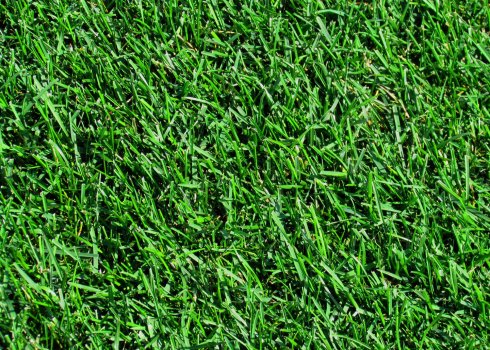 М'ятлик лучені для газону, його опис і застосування як газонної трави