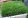 Мятлик луговой как газонная трава: плюсы и минусы, посадка, фото