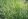 Мятлик луговой как газонная трава: плюсы и минусы, посадка, фото