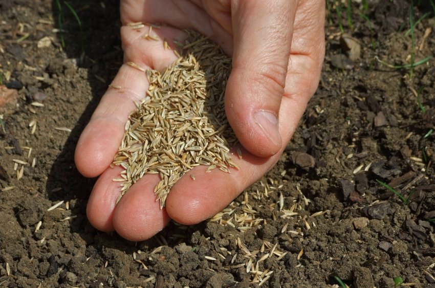 Висів газонної трави