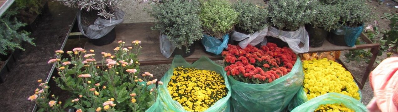 Анонс 6-ої виставки-ярмарку для садівників та дачників "Весна на дачі"