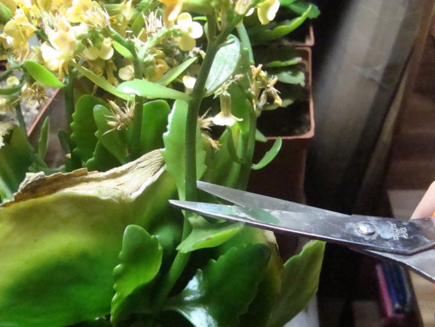 Обрізка крони каланхое