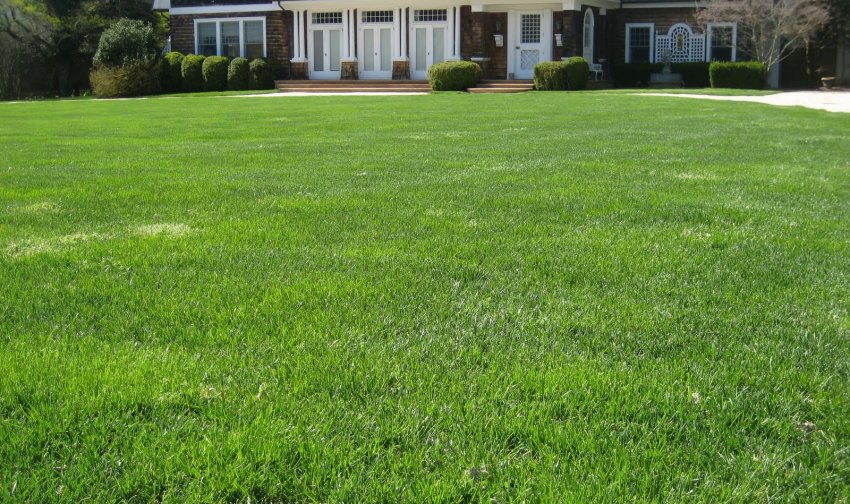 Газон на ділянці