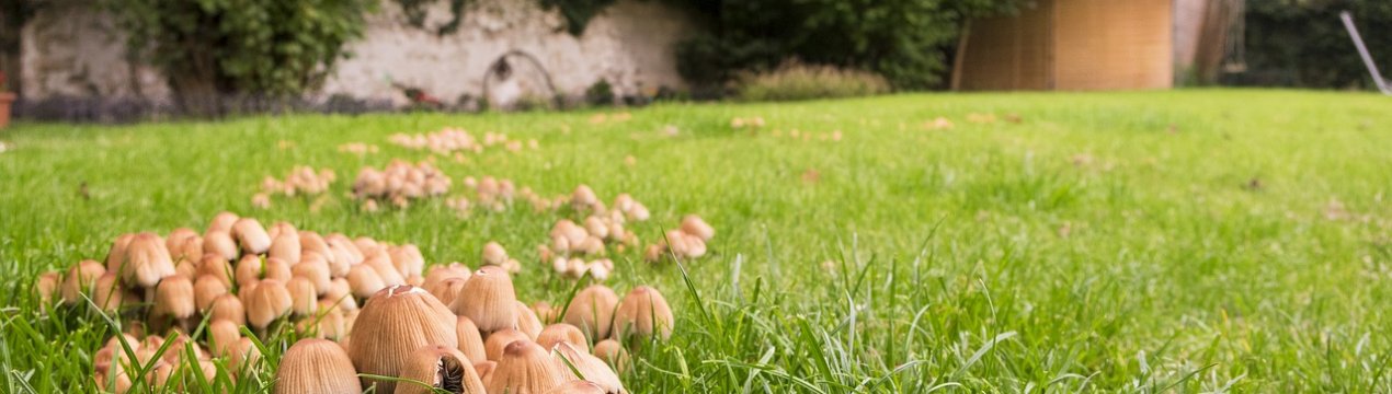 Как вывести грибы с газона, народные средства и препараты
