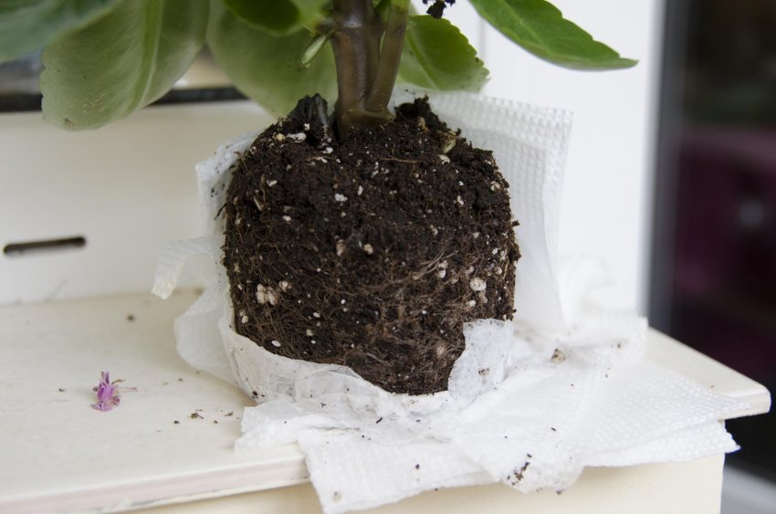 Пересадка каланхое