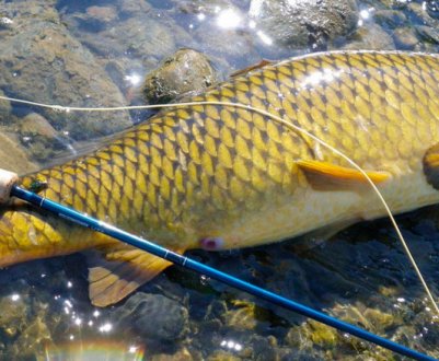 Риболовля на сазана