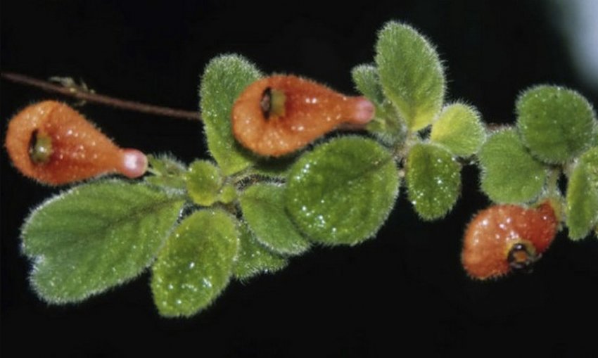Nematanthus nummularia Nematanthus nummularia