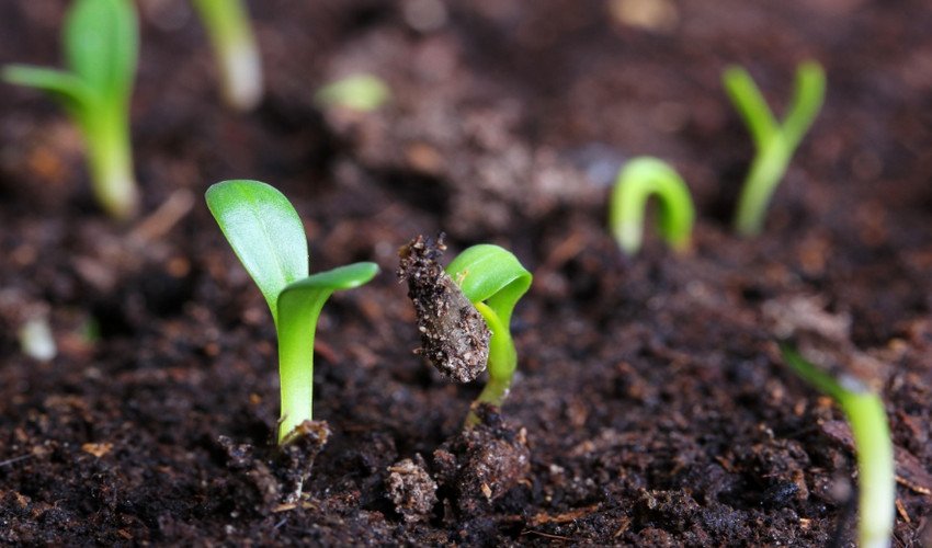 Розсада огірків