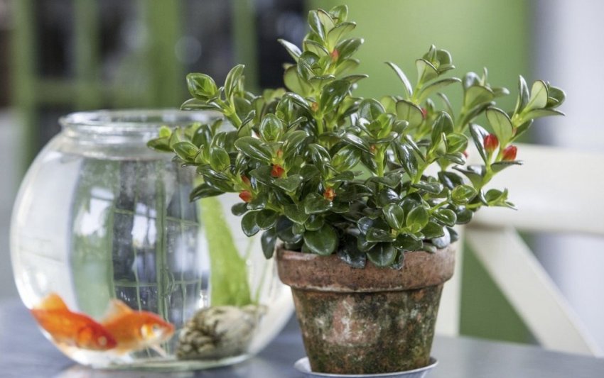 Нематантус Нематантус