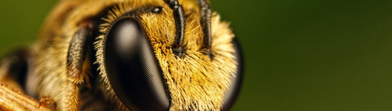 Європарламент закликає зменшити використання пестицидів для захисту бджіл