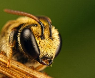 Європарламент закликає зменшити використання пестицидів для захисту бджіл