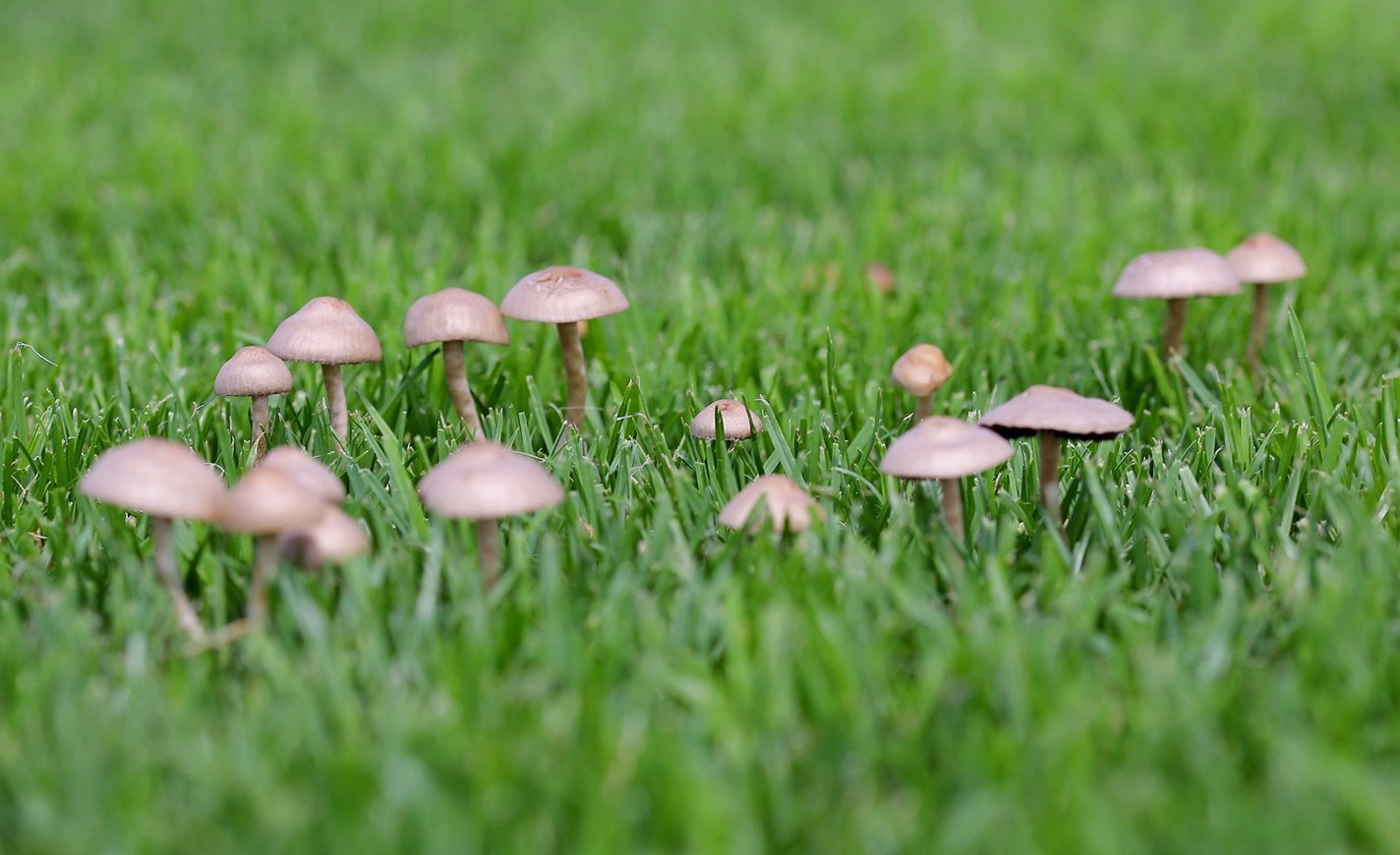 на газоне растут грибы поганки как избавиться