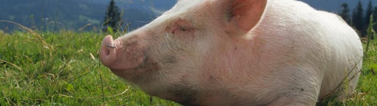 Німецький фермер вирощує "трав'яних свиней" для Берліна