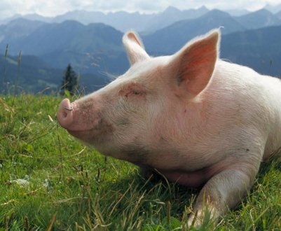 Німецький фермер вирощує "трав'яних свиней" для Берліна