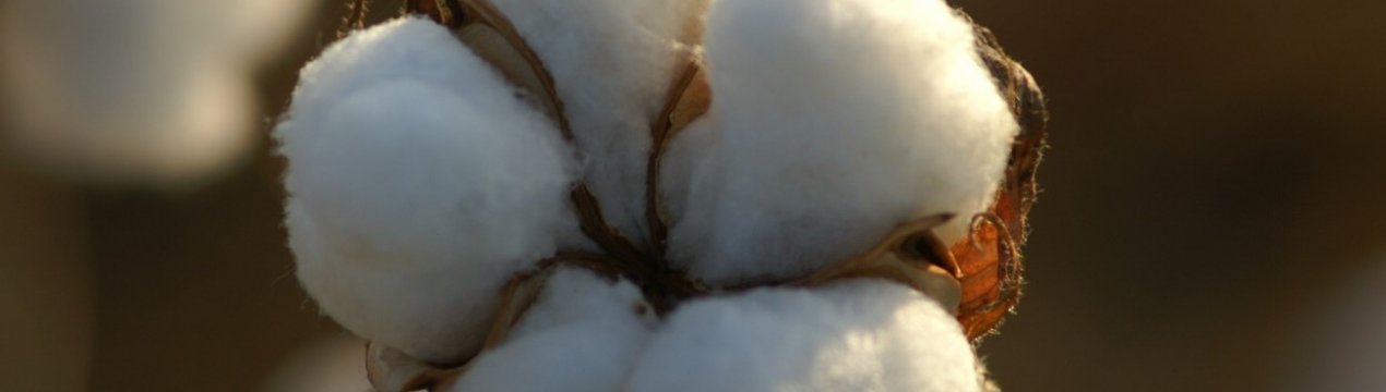 Індія розраховує на рекордний врожай бавовни