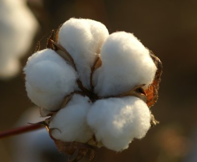 Індія розраховує на рекордний врожай бавовни