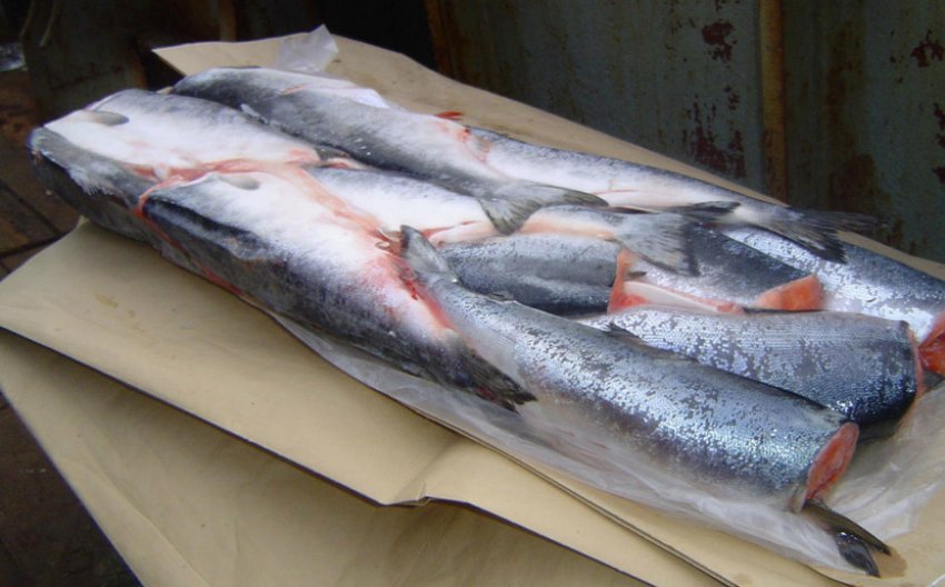 Заморожена кета