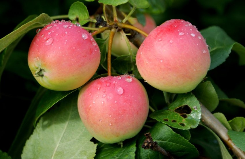 Російські вчені розробили платформу для догляду за садом Російські вчені розробили платформу для догляду за садом