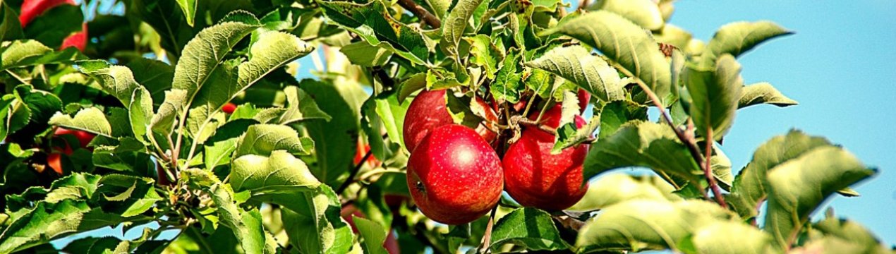 Російські вчені розробили платформу для догляду за садом