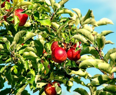 Російські вчені розробили платформу для догляду за садом