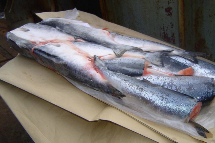 Тушки кети Тушки кети