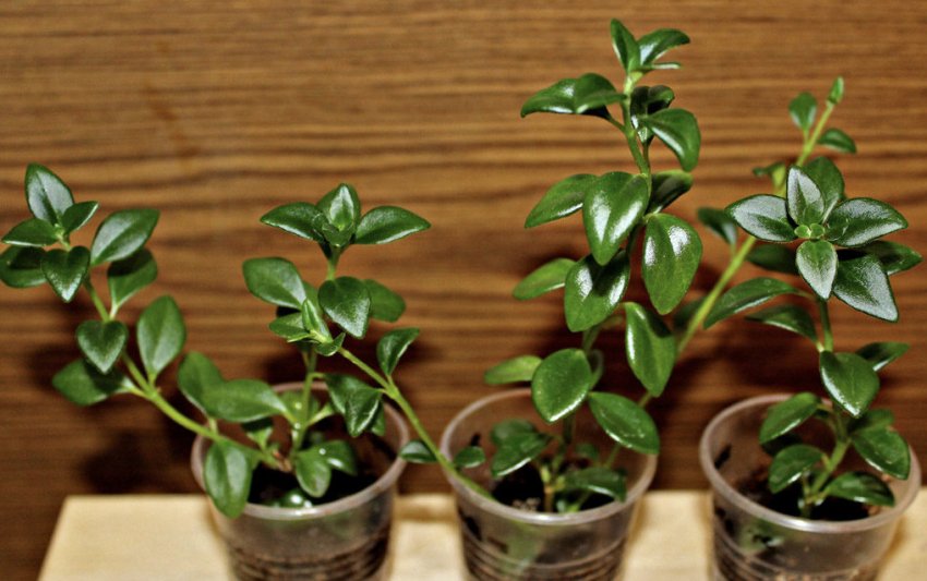 Розмноження живцями Розмноження живцями