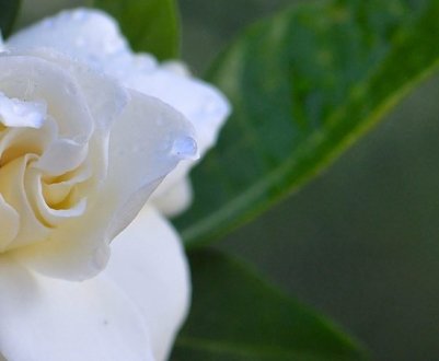 Гарденія жасминовидна: опис рослини, догляд та розмноження в домашніх умовах