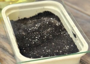 Насіння під склом Насіння під склом