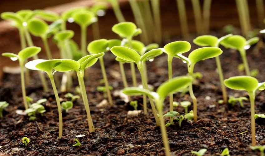 Розсада огірків