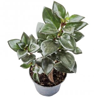 Нематантус Нематантус