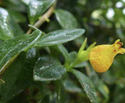 Нематантус: догляд в домашніх умовах