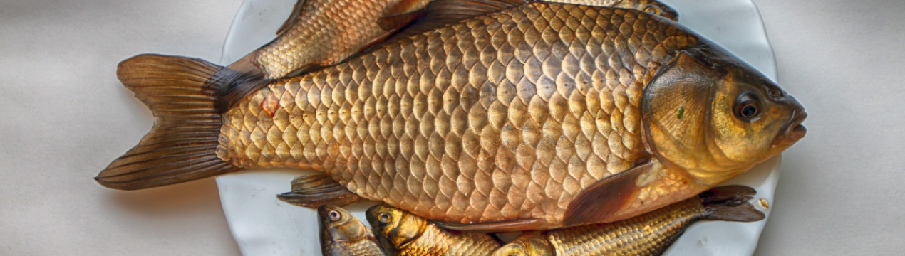 Як зробити консерви з карася в домашніх умовах