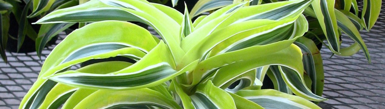 Як приготувати своїми руками грунт для драцени і яким повинен бути склад?